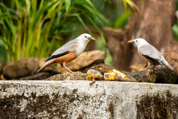 A malabar starling perched on a tree branch in the outskirts of Thattekad, Kerala