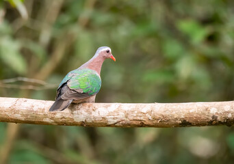 An Emerald dove perched on a tree branch inside deep forests of Thattekad in Kerala