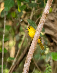 A yellow browed bulbul perched on a tree branch in the deep jungles of Thattekad, Kerala