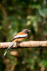 A Rufous Treepie perched on top of a tree in the deep jungles of Thattekad, Kerala