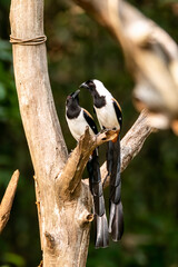 A White-bellied treepie perched on a tree branch in the deep jungles on the outskirts of Thattekad, Kerala