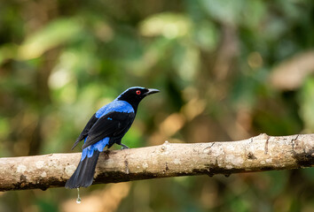 An asian fairy bluebird on the outskirts of jungles in Thattekad area of Kerala