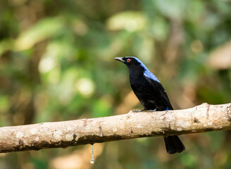 An asian fairy bluebird on the outskirts of jungles in Thattekad area of Kerala