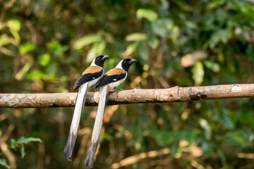 A White-bellied treepie perched on a tree branch in the deep jungles on the outskirts of Thattekad,...