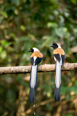 A White-bellied treepie perched on a tree branch in the deep jungles on the outskirts of Thattekad, Kerala
