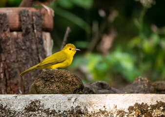 A yellow browed bulbul perched on a tree branch in the deep jungles of Thattekad, Kerala