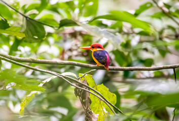 An Oriental Dwarf King Fisher aka ODKF perched on a small twig in the deep jungles of Thattekad, Kerala