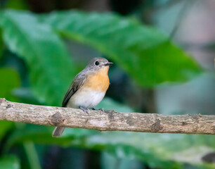 A Rusty-tailed flycatcher perched on a small branch on the outskirts of Thattekad, Kerala