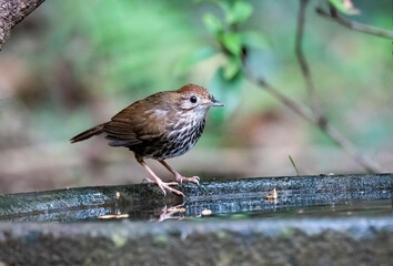 A Puff throated babbler near a waterhole in a bird hide on the outskirts of Thattekad, Kerala