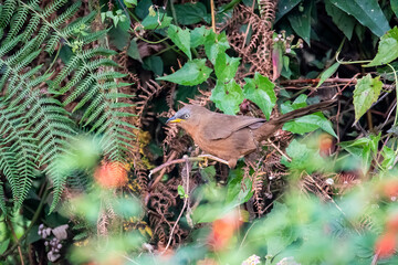 A Rufous Babbler perched on a twig of a bush on the roadside of Munnar, Kerala