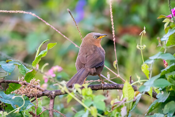 A Rufous Babbler perched on a twig of a bush on the roadside of Munnar, Kerala