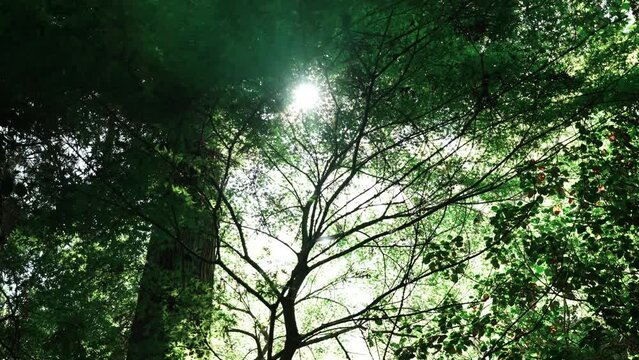 木漏れ日の動画