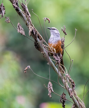 A Palani laughing thrush perched on a branch on the roadside of Munnar, Kerala