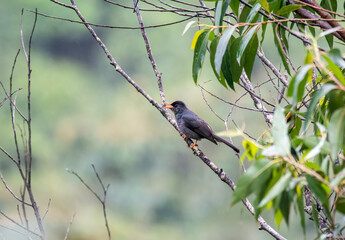 A square tailed bulbul perched on a branch of a tree in the middle of deep jungles of Thattekad, Kerala