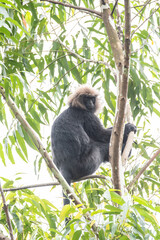 A Nilgiri Langur sitting on top of a sal trees on the outskirts of Munnar City in Kerala