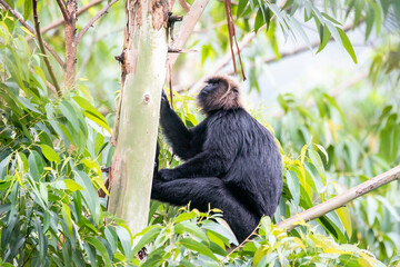 A Nilgiri Langur sitting on top of a sal trees on the outskirts of Munnar City in Kerala