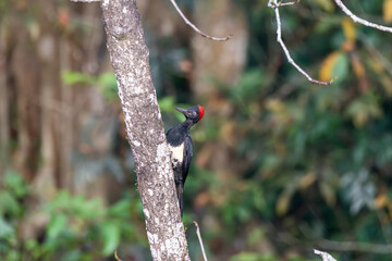 A white-bellied woodpecker sitting on a trunk in the deep jungles of Thattekad, Kerala
