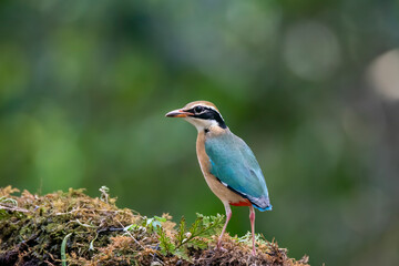 An Indian pita bird perched on a small platform in the coffee estate on the outskirts of Thattekad,...