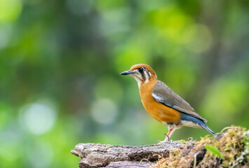 An Orange Headed thrush perched on a small branch on the deep jungles on the outsides of Thattekad, Kerala