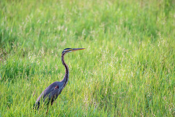 Fototapeta premium A purple heron standing on top of a tree on the outskirts of Thattekad in Kerala