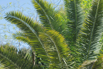 Fototapeta premium A palm tree is shown in the background with the leaves pointed up. tropical palm leaf On The Blue Sky