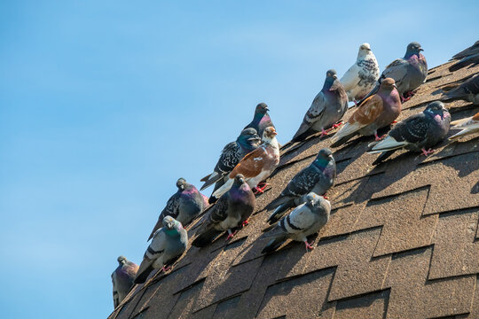 Many pigeons are sitting on a roof slope against a blue sky. Sunny day