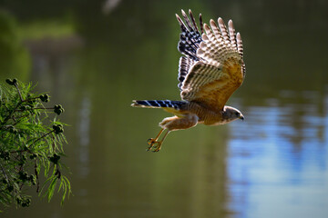 Discover the Red-Shouldered Hawk, a majestic bird of prey. Known for its distinctive red shoulders, keen eyesight, and powerful flight. Ideal for birdwatching and wildlife photography.