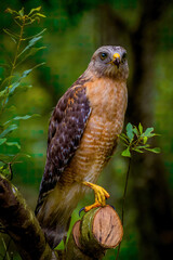 Discover the Red-Shouldered Hawk, a majestic bird of prey. Known for its distinctive red shoulders, keen eyesight, and powerful flight. Ideal for birdwatching and wildlife photography.
