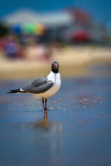 Discover the Laughing Gull, a unique beach bird known for its distinct laughter-like call. Explore its habitat, behavior, and role in the beach ecosystem. Perfect for birdwatching enthusiasts

