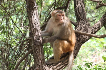 Monkey sitting on a tree branch