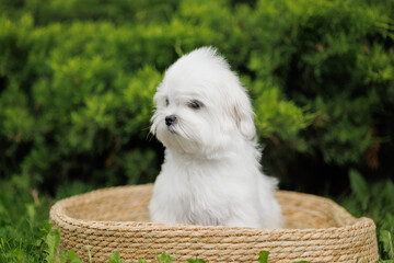 Cute white Maltese dog walks and rests in nature.