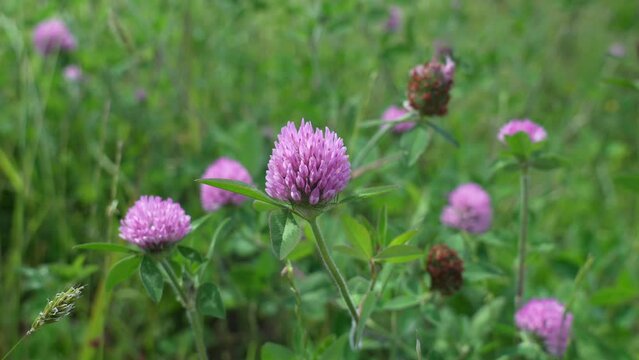 紫の花　動画素材