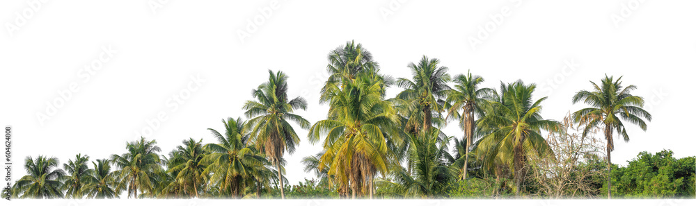 Poster Palm trees in summer on transparent  background with clipping path and alpha channel.