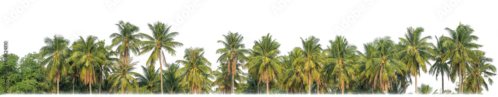 Fototapete Palm trees in summer on transparent  background with clipping path and alpha channel..