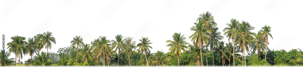 Poster Palm trees in summer on transparent  background with clipping path and alpha channel.