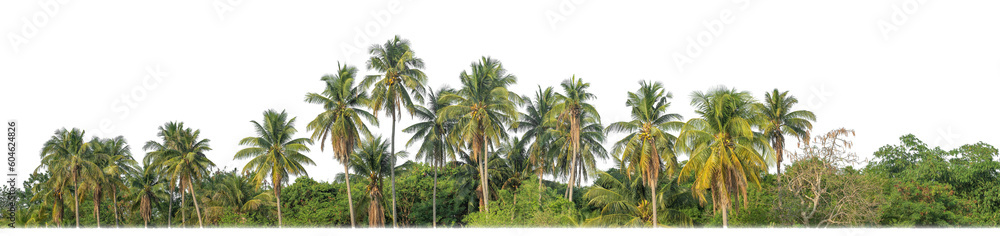 Poster Palm trees in summer on transparent  background with clipping path and alpha channel.