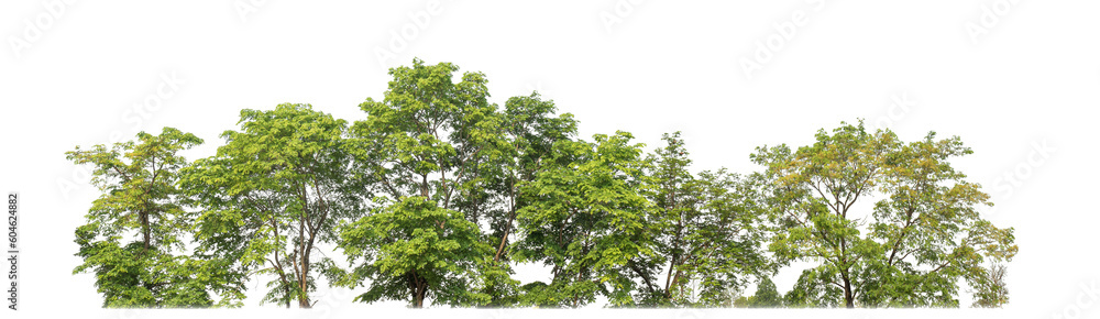 Poster Green trees isolated on transparent background.are Forest and foliage in summer for both printing and web pageswith cut path and alpha channel.