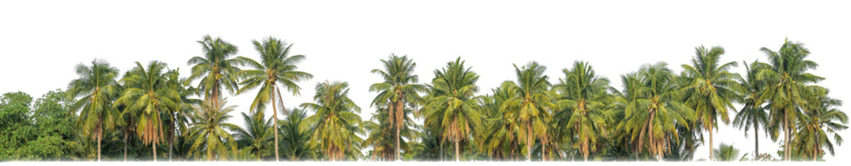 Palm trees in summer on transparent background with clipping path and alpha channel..