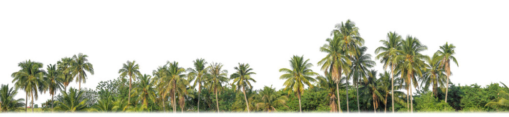 Fototapeta na wymiar Palm trees in summer on transparent background with clipping path and alpha channel.
