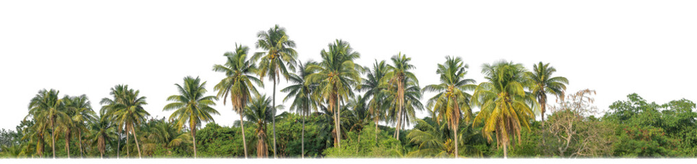 Palm trees in summer on transparent background with clipping path and alpha channel.