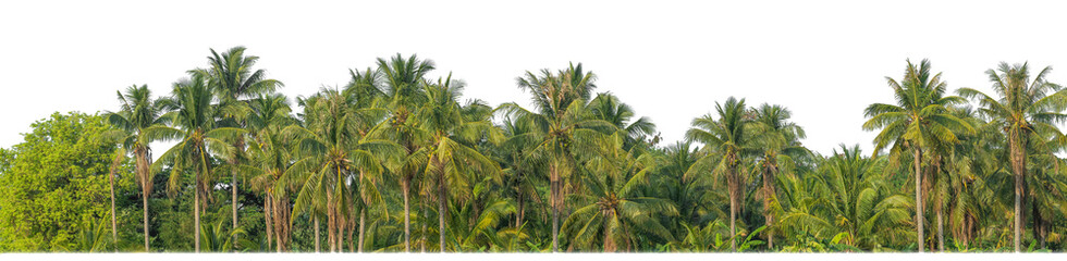 Fototapeta na wymiar Palm trees in summer on transparent background with clipping path and alpha channel.