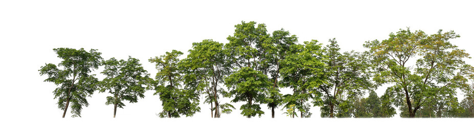 Green trees isolated on transparent background.are Forest and foliage in summer for both printing...