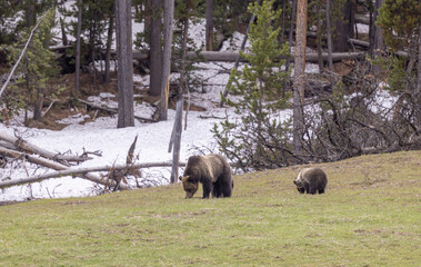 Grizzly Bear Sow and Cubs in Springtime