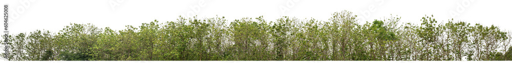 Fototapete Green trees isolated on transparent background.are Forest and foliage in summer for both printing and web pageswith cut path and alpha channel.