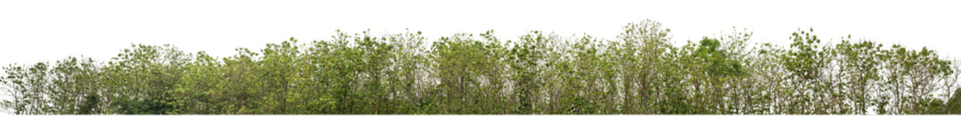 Green trees isolated on transparent background.are Forest and foliage in summer for both printing...