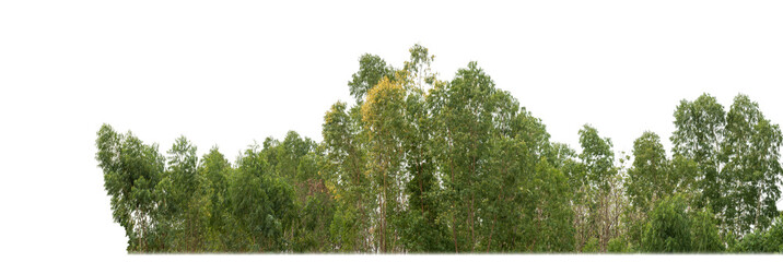 Green trees isolated on transparent background.are Forest and foliage in summer for both printing...