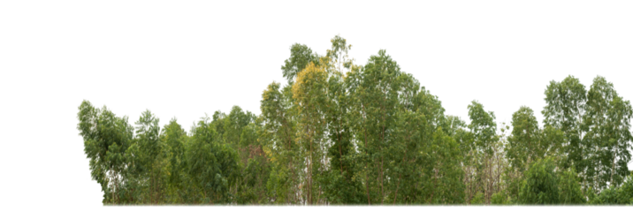 Green trees isolated on transparent background.are Forest and foliage in summer for both printing and web pageswith cut path and alpha channel.