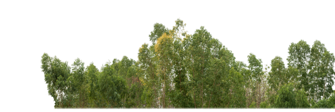 Green trees isolated on transparent background.are Forest and foliage in summer for both printing and web pageswith cut path and alpha channel.