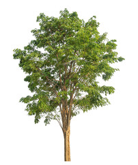 Obraz premium Green tree isolated on transparent background with clipping path and alpha channel.