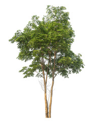 Fototapeta premium Green tree isolated on transparent background with clipping path and alpha channel.